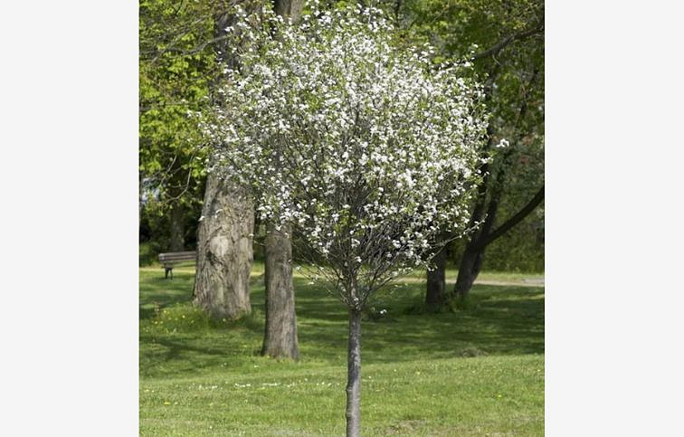 Višňa krovitá Globosa na 200-220cm kmienku, výška 240-280cm, obvod kmeňa 8-10cm, kont. 25l