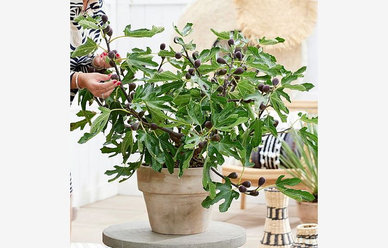 Figovník Little Miss Figgy 30-40 cm, kont. 2 l