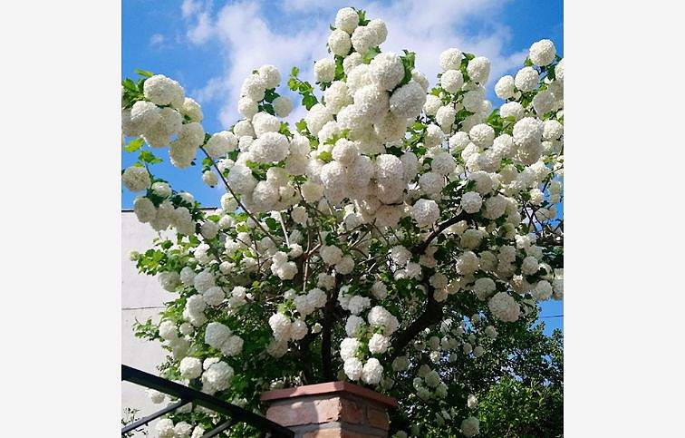 Kalina Roseum 60-100cm, kont. 3 l