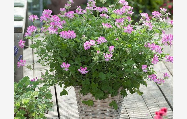 Muškát proti komárom Anti-Mosquito Pink Capitatum, kont. p10,5