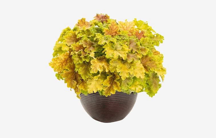 Heuchera Dolce Apple Twist, kont. 0,5 l