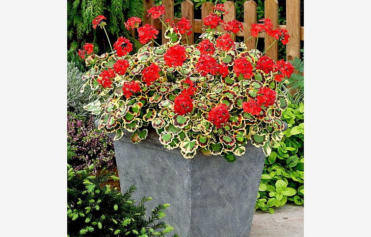 Muškát vzpriamený Mr. Pollock - Pelargonia, kont. 0,7 l