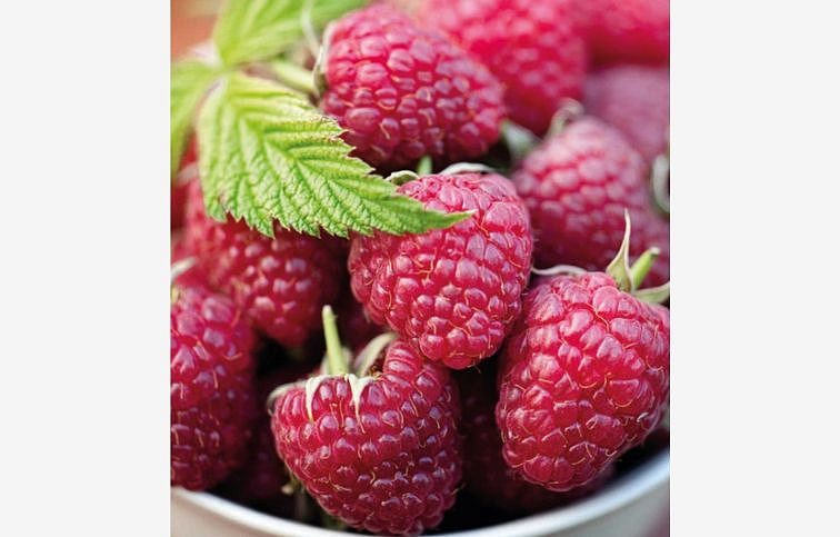 Malina Polana remontantná 30-50 cm, kont. 1 l