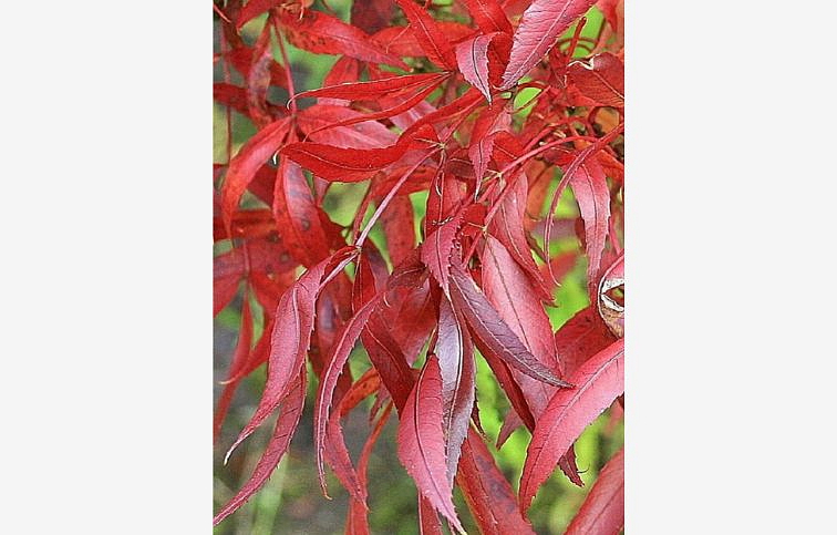 Jaseň úzkolistý Reywood na 170-180cm kmienku, v. 250-350cm, obvod kmeňa 8-10cm, kont. 25 l