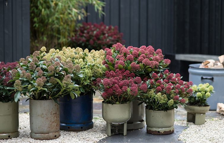 Skimia japonská Rubella 20-30 cm, kont. p10,5