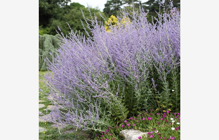 Perovskia hybridná Little Spire, kont. 0,5 l