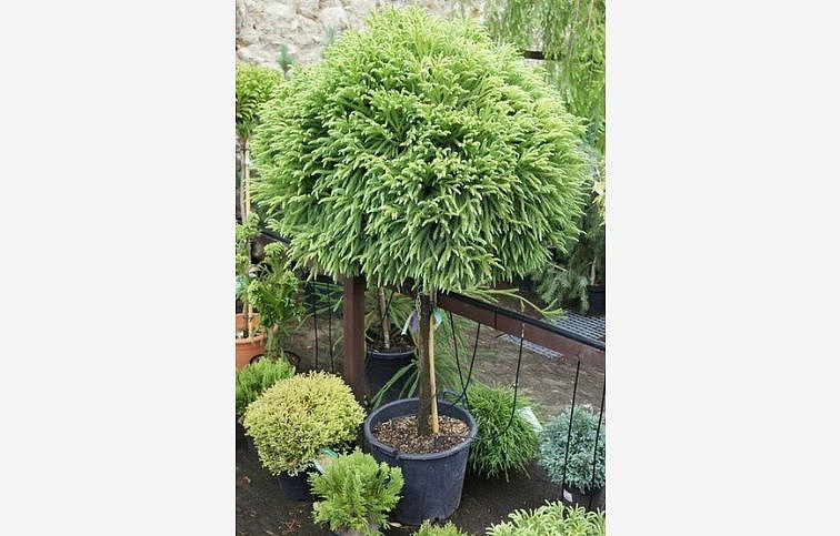 Kryptoméria japonská Globosa Nana na cca 90cm kmienku, výška 110-130cm, kont. 12-15 l