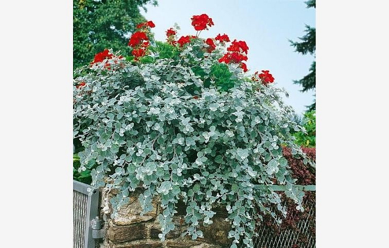 Slamiha Silver - Helichrysum, kont. 0,5 l