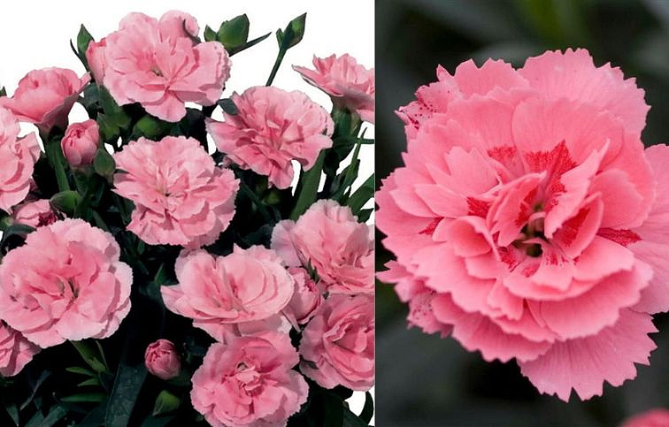 Klinček Oscar Pink, kont. p9