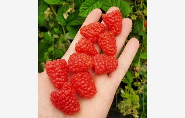 Malina Husaria stálerodiaca 30-50 cm, kont. 1 l