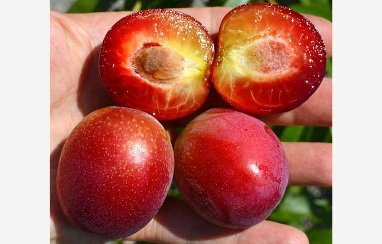 Marhuľočerešňa Aprikyra Cherrycot, podpník myrobalán, voľnok.