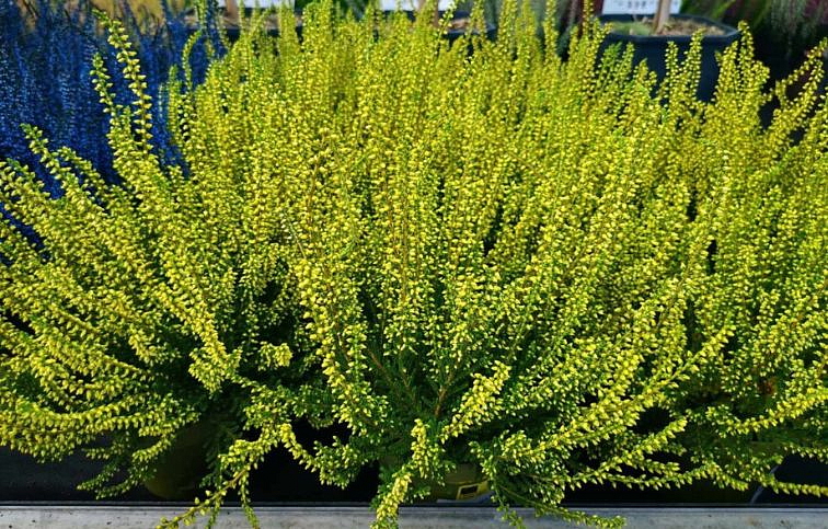 Vres Garden Girls farbený žltý, kont. p11