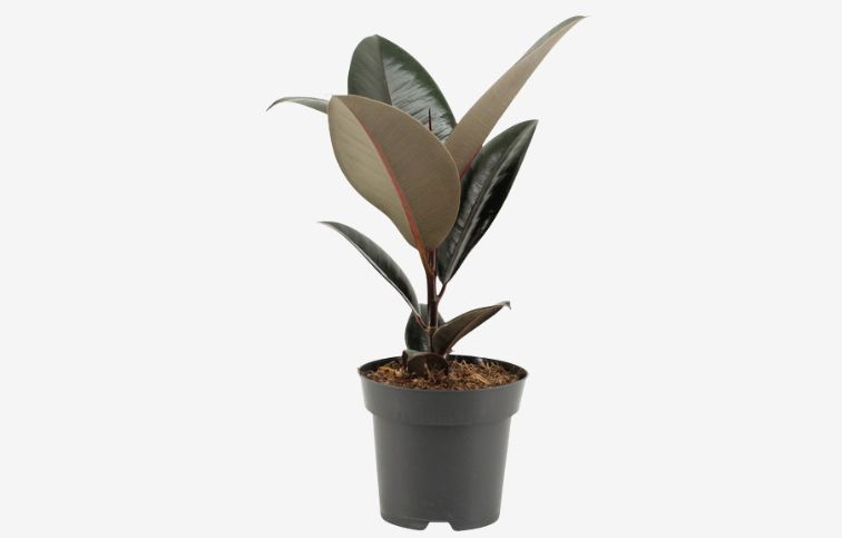 Fikus Abidjan 35-45cm - Ficus elastica, kont. p14