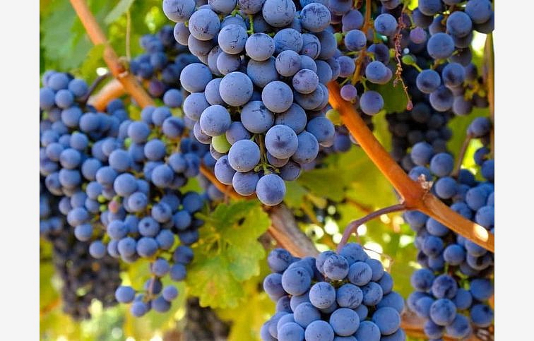 Vinič Venus bezsemenný 40-60cm, kont. 2 l