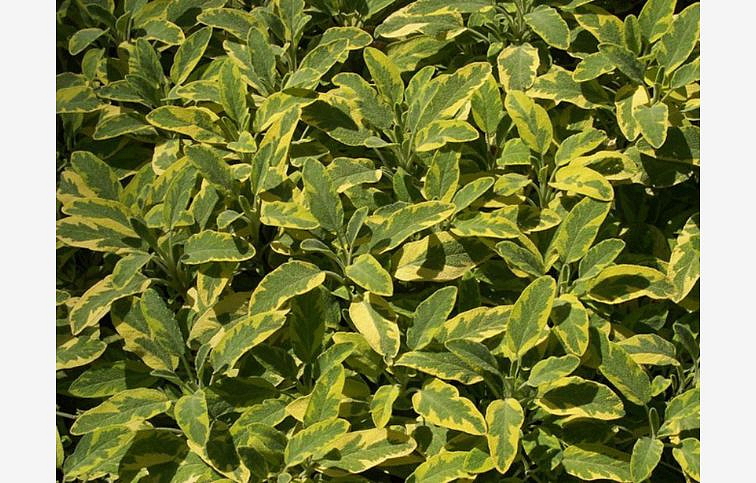 BIO Šalvia lekárska Icterina, kont. p12