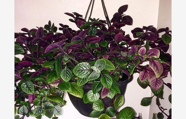 Plektrant koleusovitý Nico - Plectranthus, kont. 0,5 l