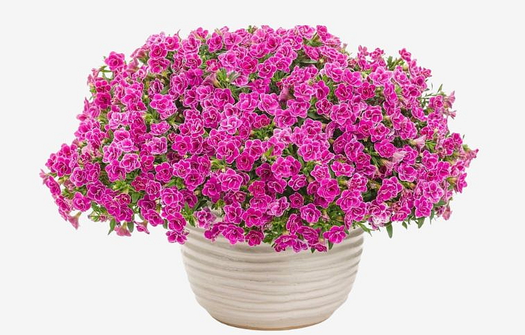 Minipetúnia Million Bells Superbells Sweet Love - Calibrachoa, kont. 0,5 l