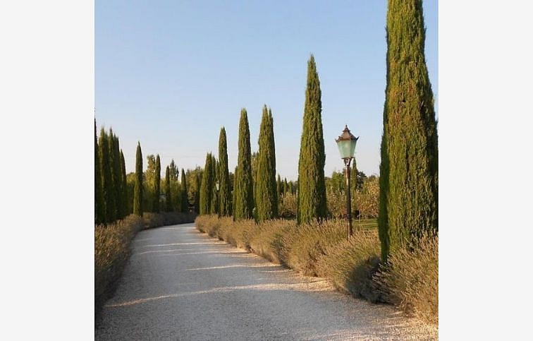 Cyprus vždyzelený Pyramidalis 230-250cm, kont. 25 l