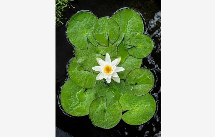 Lekno biele mrazuvzdorné ALBA, kont. p11