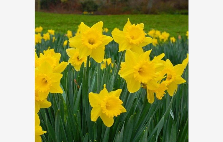 Narcis Dutch Master 3 ks v kont. 0,7 l