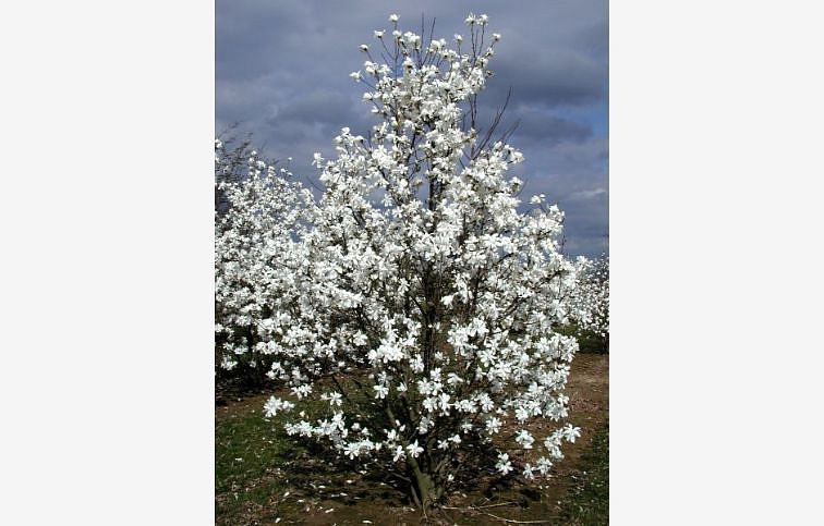 Magnólia Loebnerova Merrill 20-30cm- Magnolia loebneri kont. 3 l