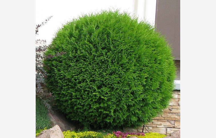 Tuja západná Globosa 10-20cm - Thuja occidentalis kont. 2 l