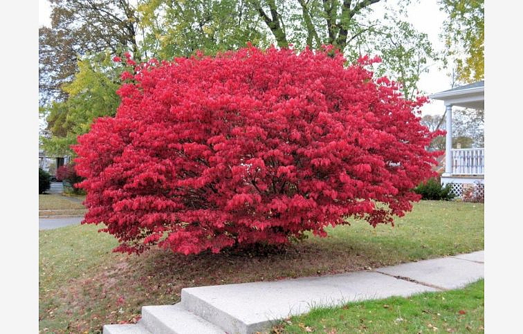 Bršlen krídlatý 30-50cm - Euonymus alatus kont. 2 l