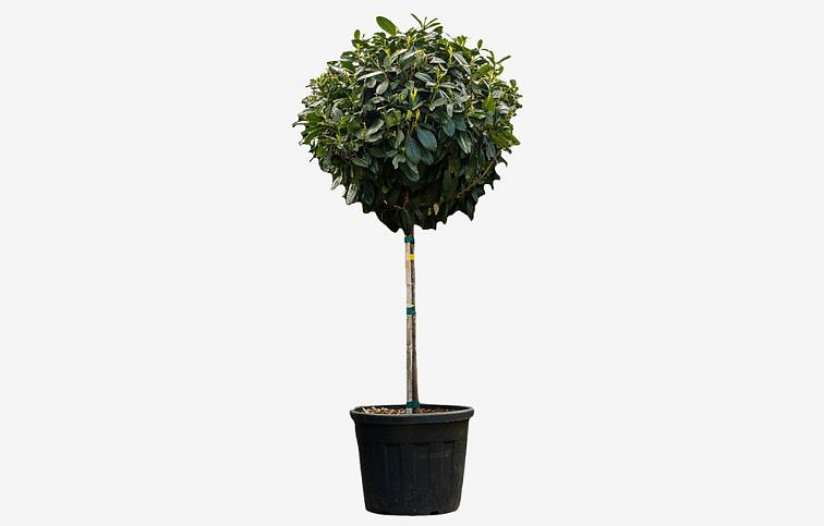 Vavrínovec lekársky Etna na 90-100cm kmienku, v. 130-150cm, obvod kmeňa 6-8cm, kont. 15 l