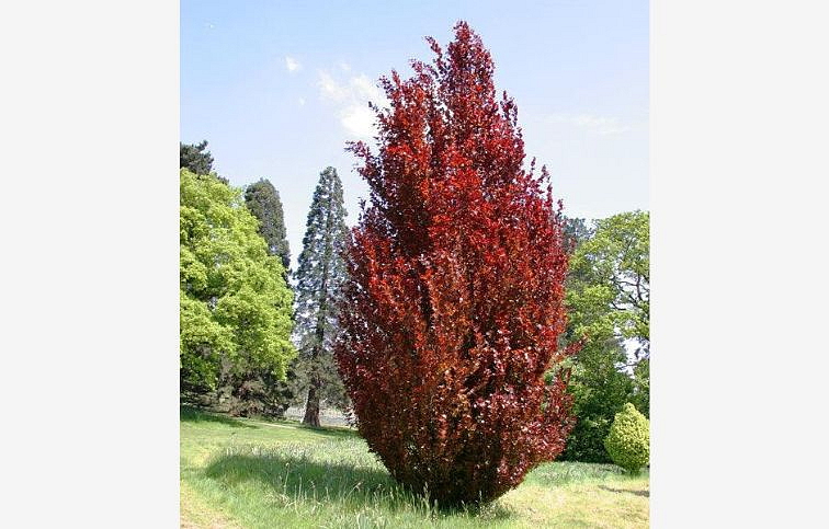 Buk lesný Dawyck Purple 170-200 cm, kont. 25 l