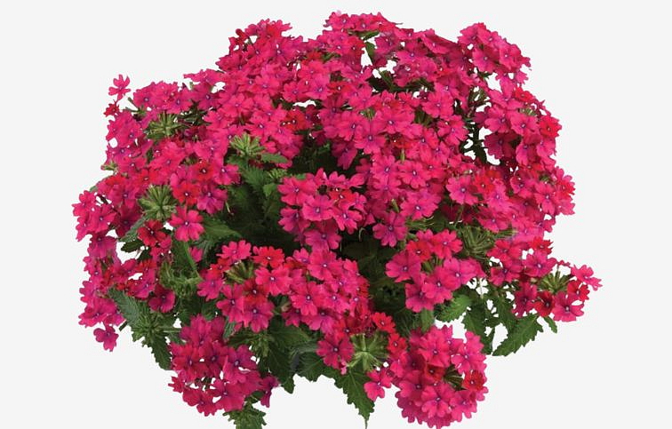 Železník Vanessa Compact Neon Pink - Verbena, kont. 0,5 l