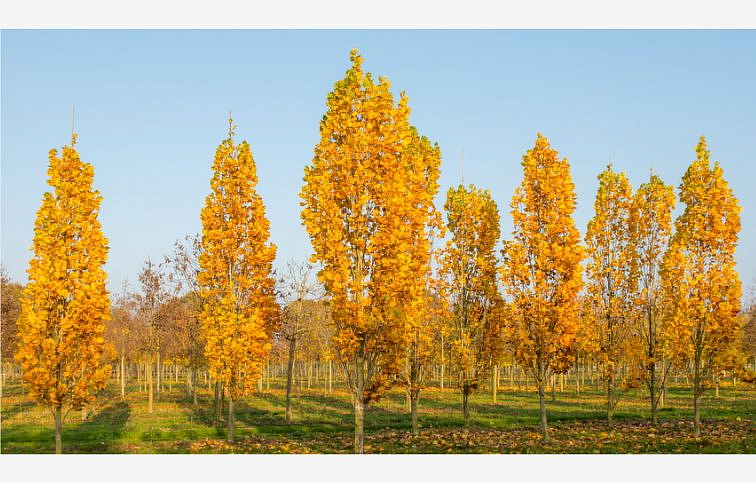 Ľaliovník tulipánokvetý Fastigiata 100-150 cm, kont. 25 l