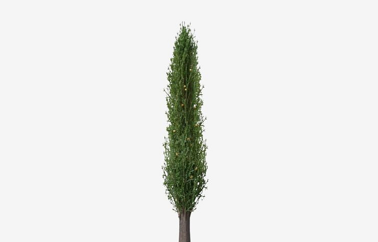 Cyprusovec leylandský Pyramidalis na 90cm kmeni, v. 130-140cm, obv. km. 8-10cm, kont. 25l