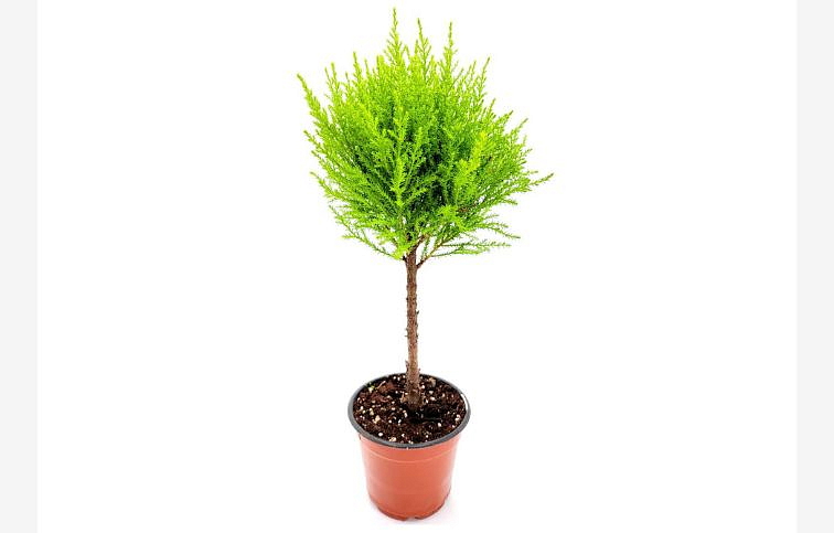 Cyprus Goldcrest Wilma boll na kmienku 30 cm, kont. p11