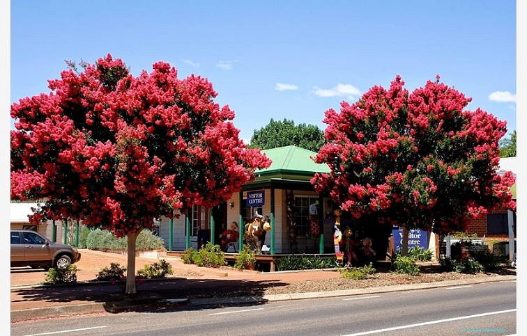 Myrta krepová Dynamite na cca 190cm kmeni, výška 260-300cm, obv. km. 10-12cm, kont. 30 l