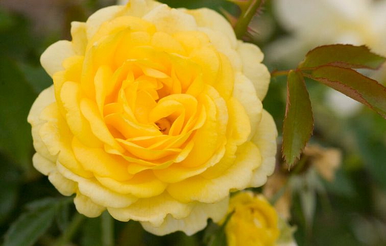 Ruža kríková Easy Elegance High Voltage - Rosa, kont. 2 l