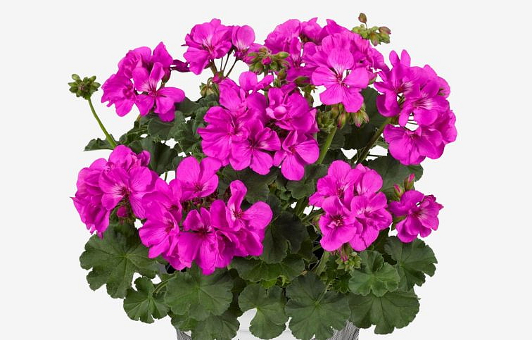 Muškát vzpriamený Trendix Evi Blue - Pelargonia, kont. 0,7 l