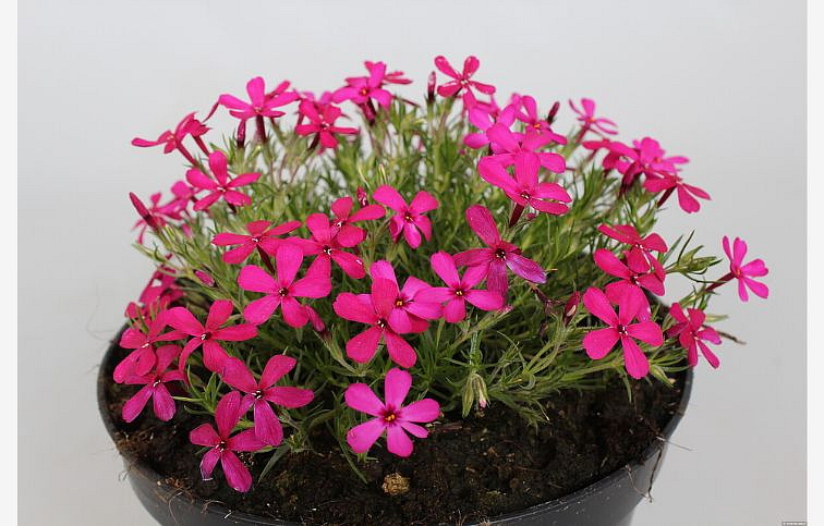Flox šidlolistý Ochsenblut - Phlox subulata, kont. 0,5 l