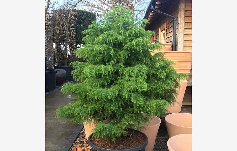 Kryptoméria japonská ELEGANS VIRIDIS 30-50 cm, kont. 3 l