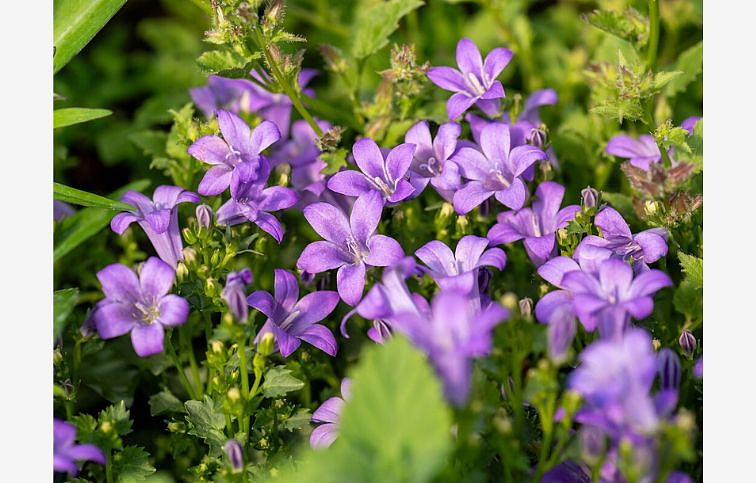 Zvonček dalmatský - Campanula portenschlagiana, kont. 0,5 l