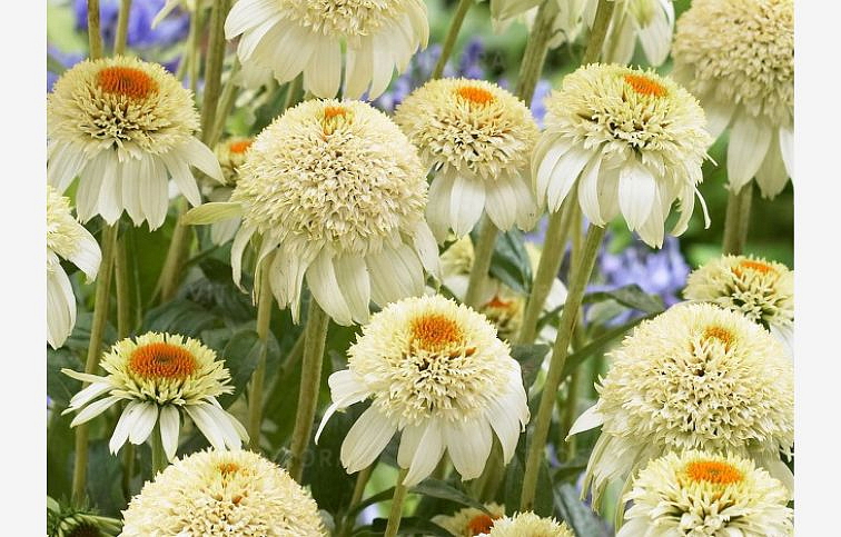 Echinacea purpurová Milkshake, kont. 1 l