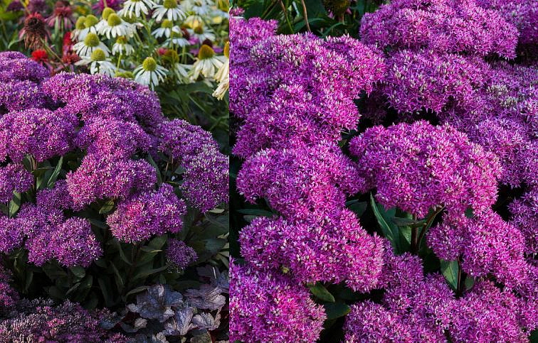 Rozchodník nádherný Mr. Goodbud - Sedum spectabile, kont. 0,5 l