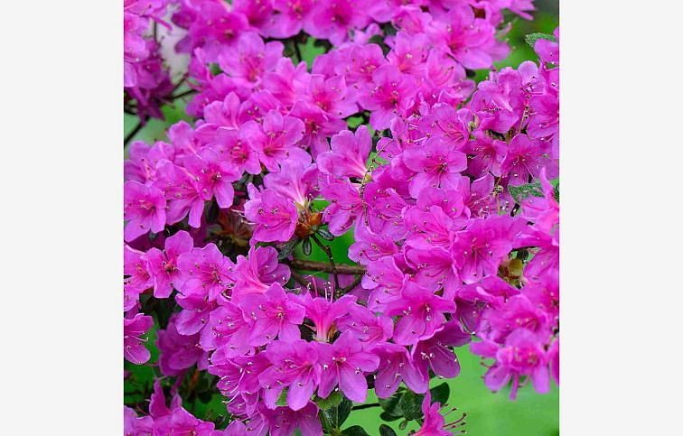 Azalka japonská Geisha Purple 20-30 cm, kont. p17