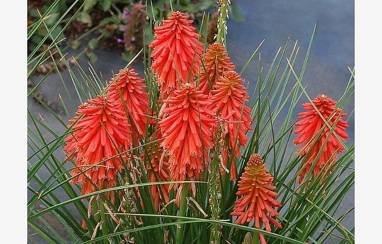 Fakľovka aloovitá Poco Red - Kniphofia uvaria, kont. 0,5 l