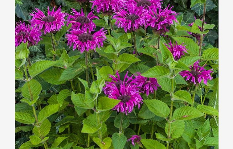 Monarda Bee Free, kont. 0,5 l