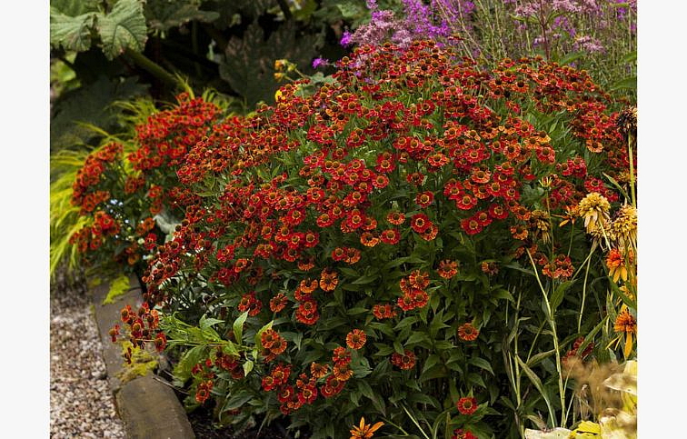 Helénium hybridné Mariachi Salsa, kont. 1 l