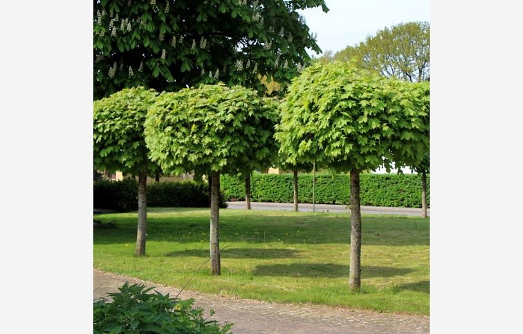 Javor mliečny Globosum na 200-220 cm kmienku, výška 230-280 cm, kont. C10