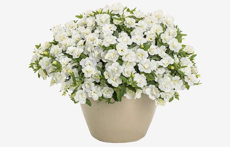 Minipetúnia Million Bells Unique Double White - Calibrachoa, kont. 0,5 l