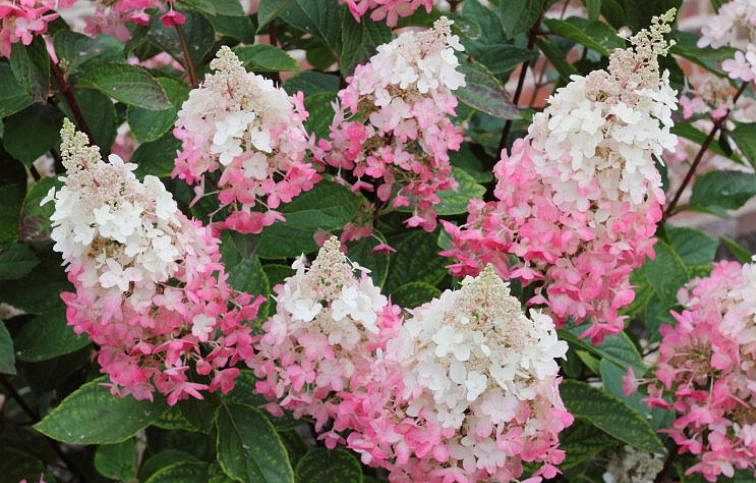 Hortenzia metlinatá Pinky Winky 40-50cm, kont. 5 l