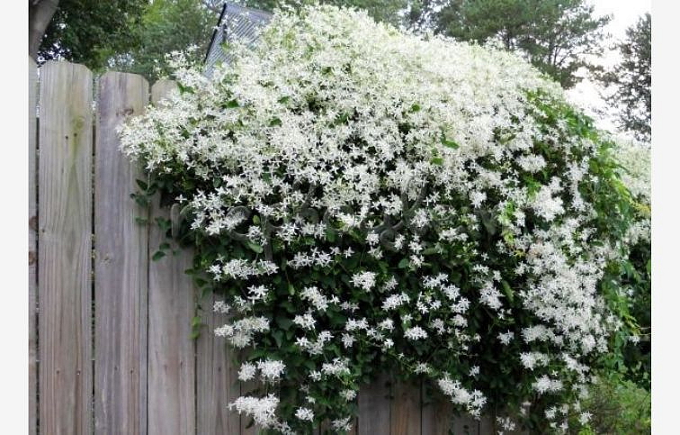 Plamienok mandžurský 40-60cm - Clematis mandschurica kont. 2 l