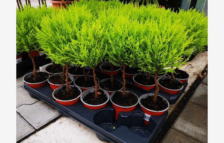 Cyprus Goldcrest Wilma boll na kmienku 30 cm, kont. p11